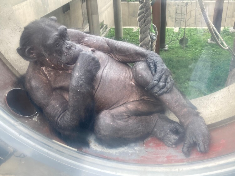 旭山動物園のチンパンジー
