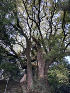 四国お遍路車中泊の旅10日目 67番札所 小松尾山 大興寺（だいこうじ）の参道、弘法大師が植えたという樹齢1200年のカヤの木