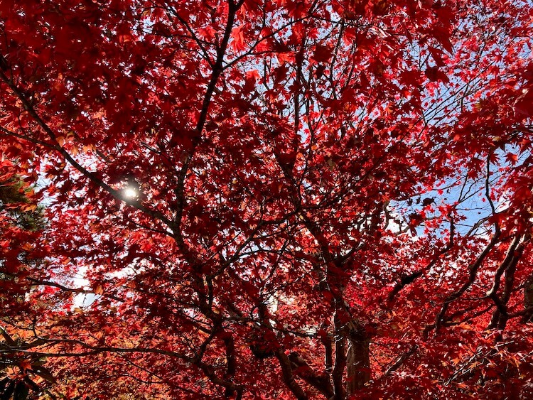 紅葉が見頃の高野山の画像をひたすらアップする 紅葉の高野山おすすめスポットその2 霊宝館