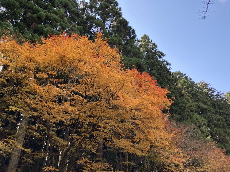 紅葉が見頃の高野山の画像をひたすらアップする 紅葉の高野山おすすめスポットその3 西宝院
