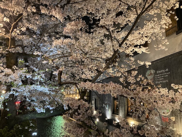 湯巡りNバン日本一周車中泊67日目 桜満開！春の京都先斗町