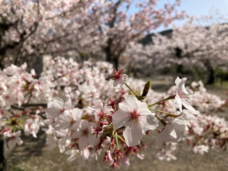 湯巡りNバン日本一周車中泊67日目 桜満開！春の京都円山公園