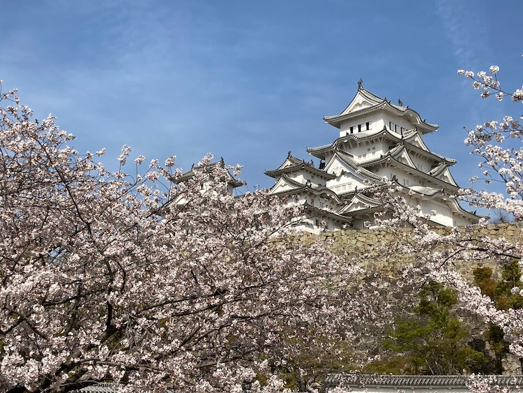 湯巡りNバン日本一周車中泊67日目 桜満開！春の姫路城