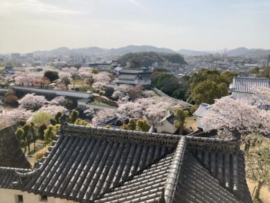 湯巡りNバン日本一周車中泊67日目 桜満開！春の姫路城