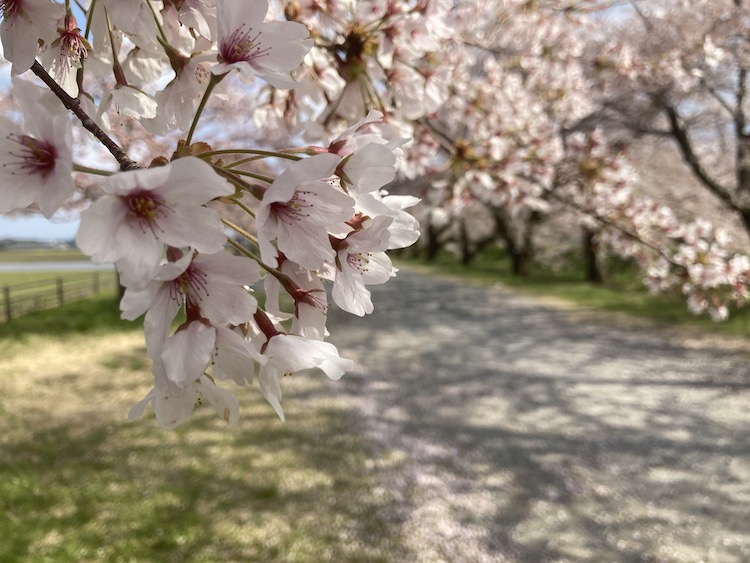 富山の本気を見てみたい！あさひ舟川「春の四重奏」に行ってみた！川沿いの桜並木