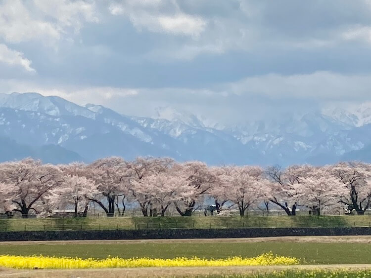 富山の本気を見てみたい！あさひ舟川「春の四重奏」に行ってみた！