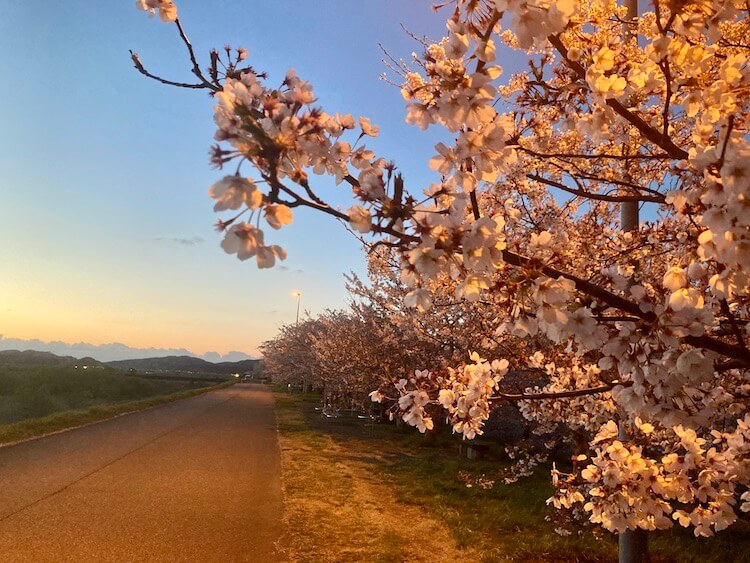 湯巡り日本一周Nバン車中泊 76湯目 道の駅くがみ てまりの湯近くの大河津分水路の桜