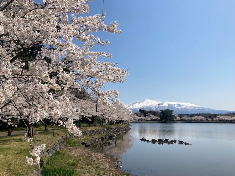 秋田の桜を満喫！勢至公園と角館