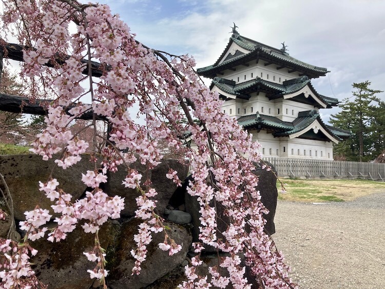 弘前城としだれ桜