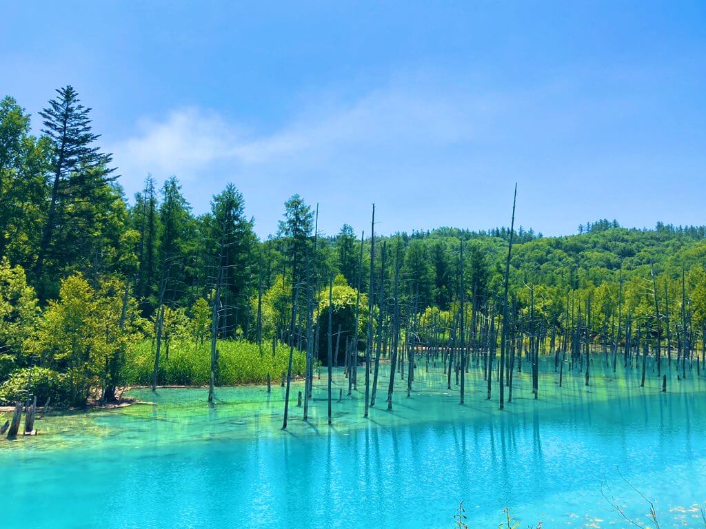 富良野・美瑛で絶対に行っておきたい絶景スポット その6 白金美瑛青い池と白ひげの滝